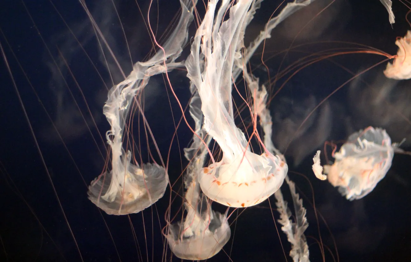 Фото обои аквариум, медузы, underwater, aquarium, jellyfishes