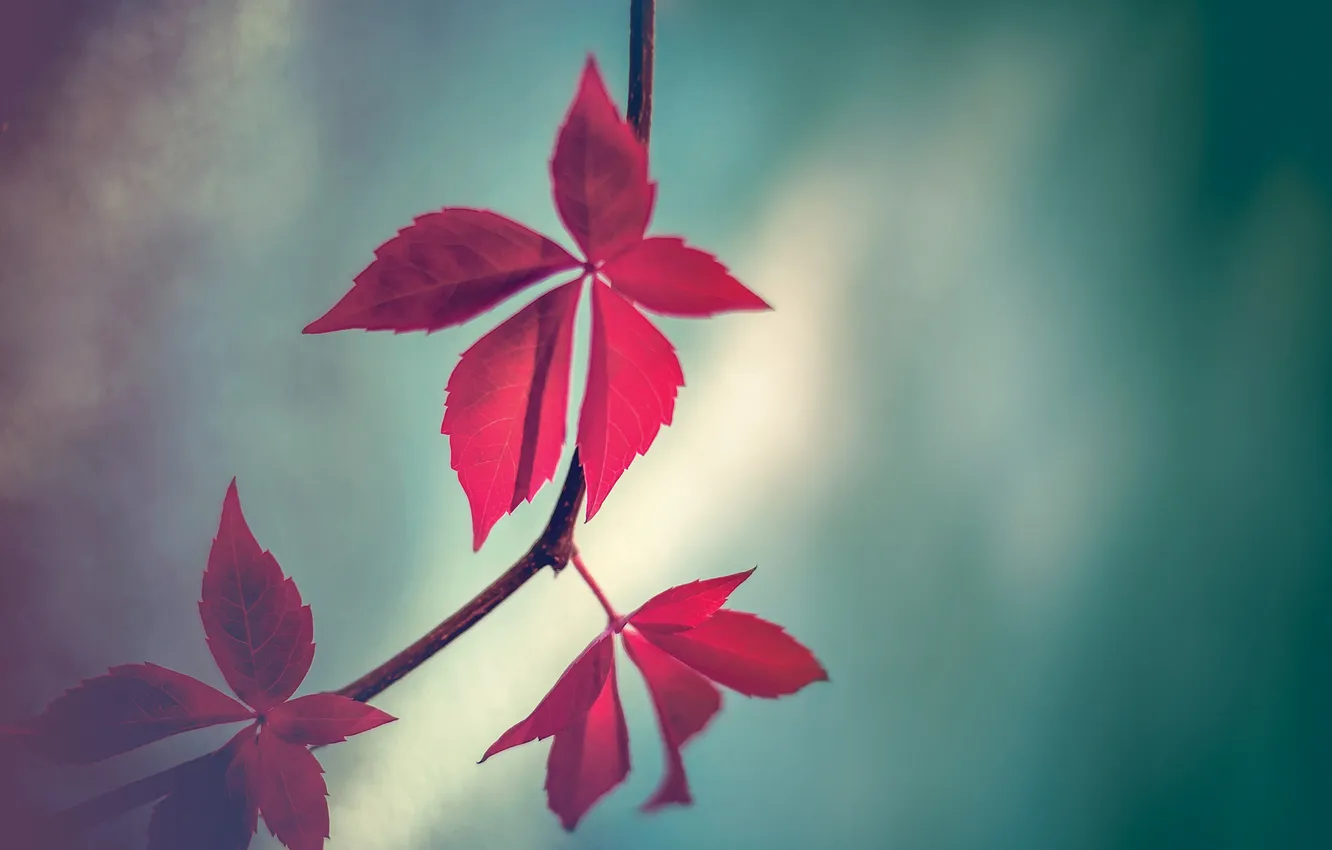 Фото обои листья, ветви, стебли, leaves, красные листья, branch, red leaves, stalk