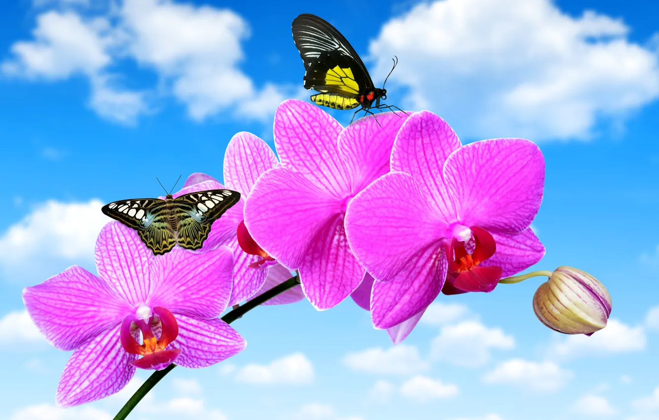 Фото обои цветок, небо, облака, бабочки, голубое, орхидея, крупным планом