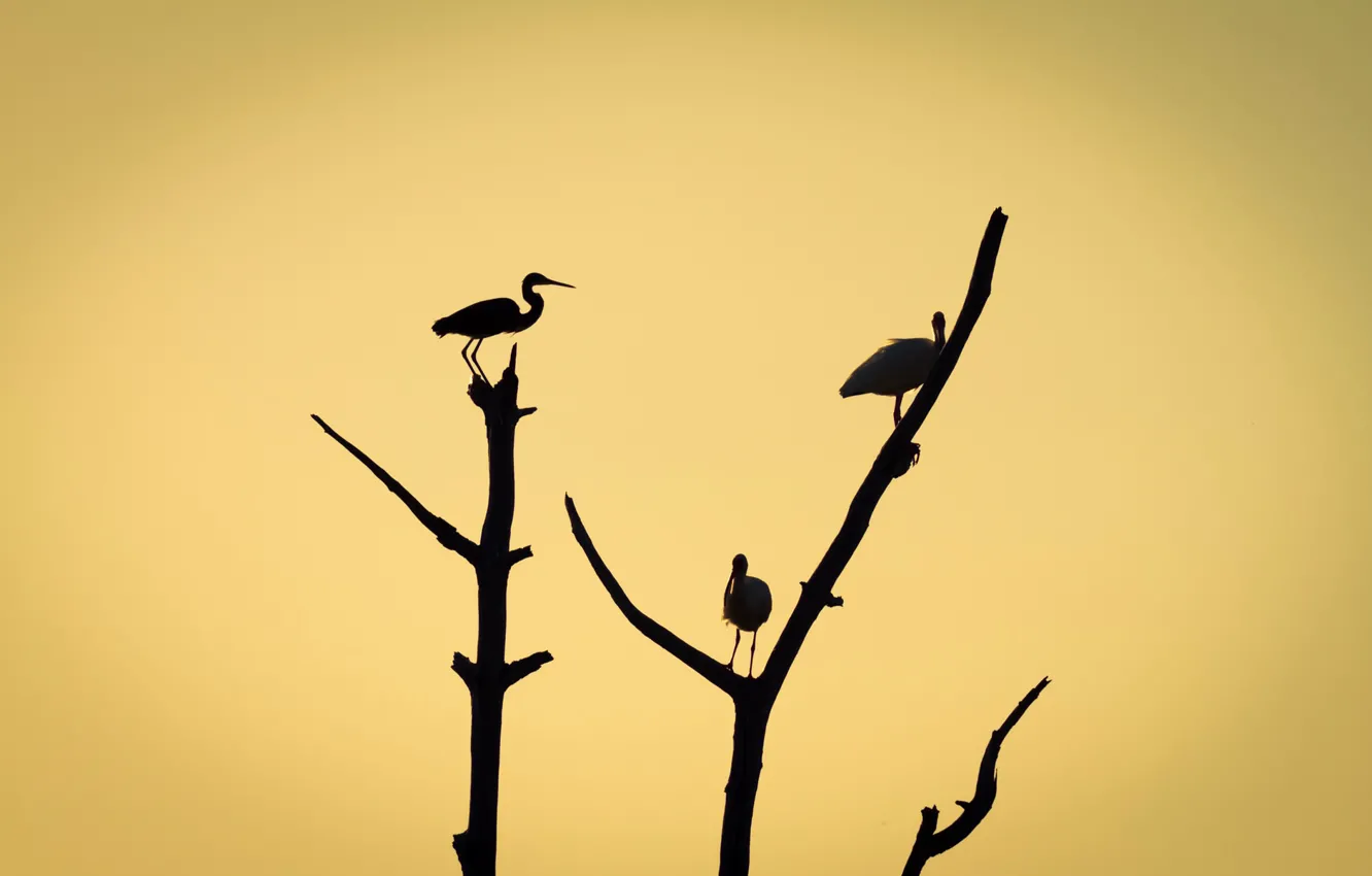 Фото обои птицы, ветки, дерево, силуэт