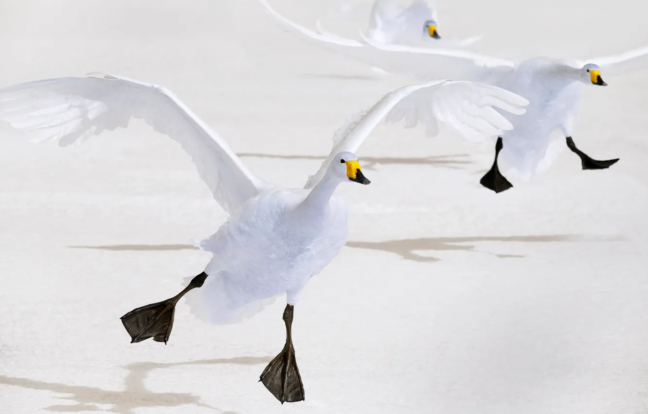 Фото обои птица, крылья, Япония, Хоккайдо, лебедь, кликун