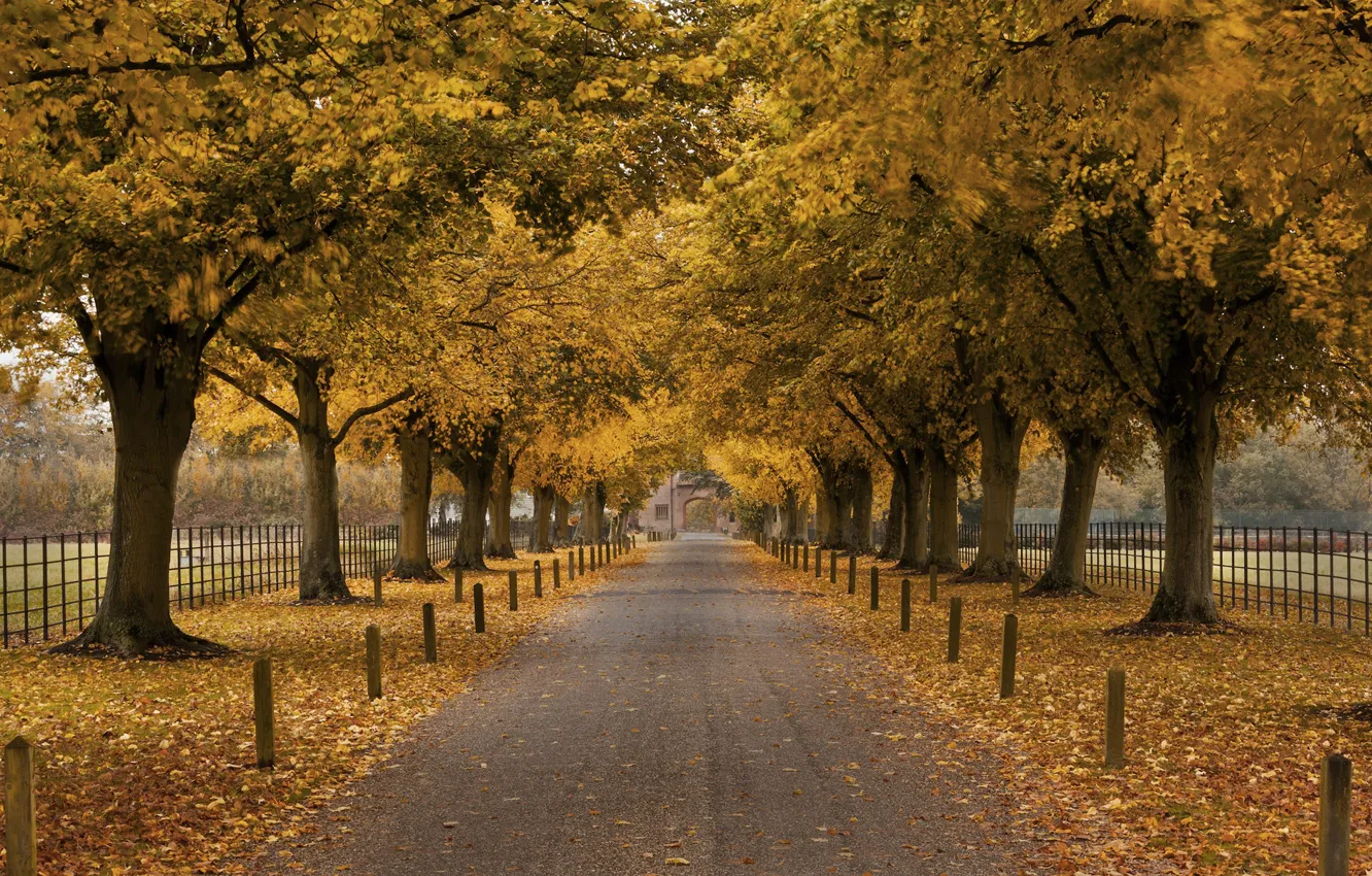 Фото обои осень, деревья, забор, здание, арка, аллея