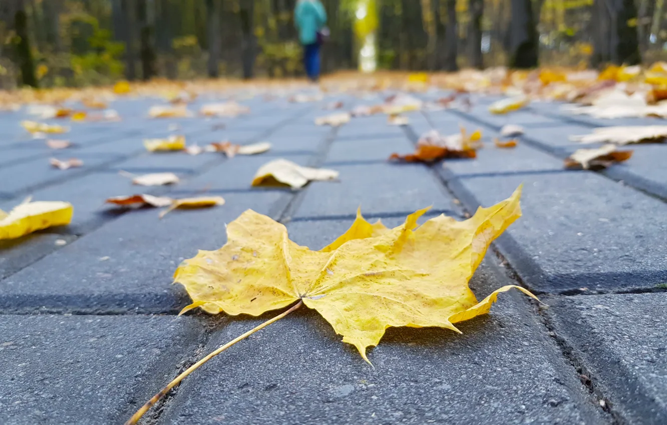 Фото обои дорога, осень, лес, девушка, лист