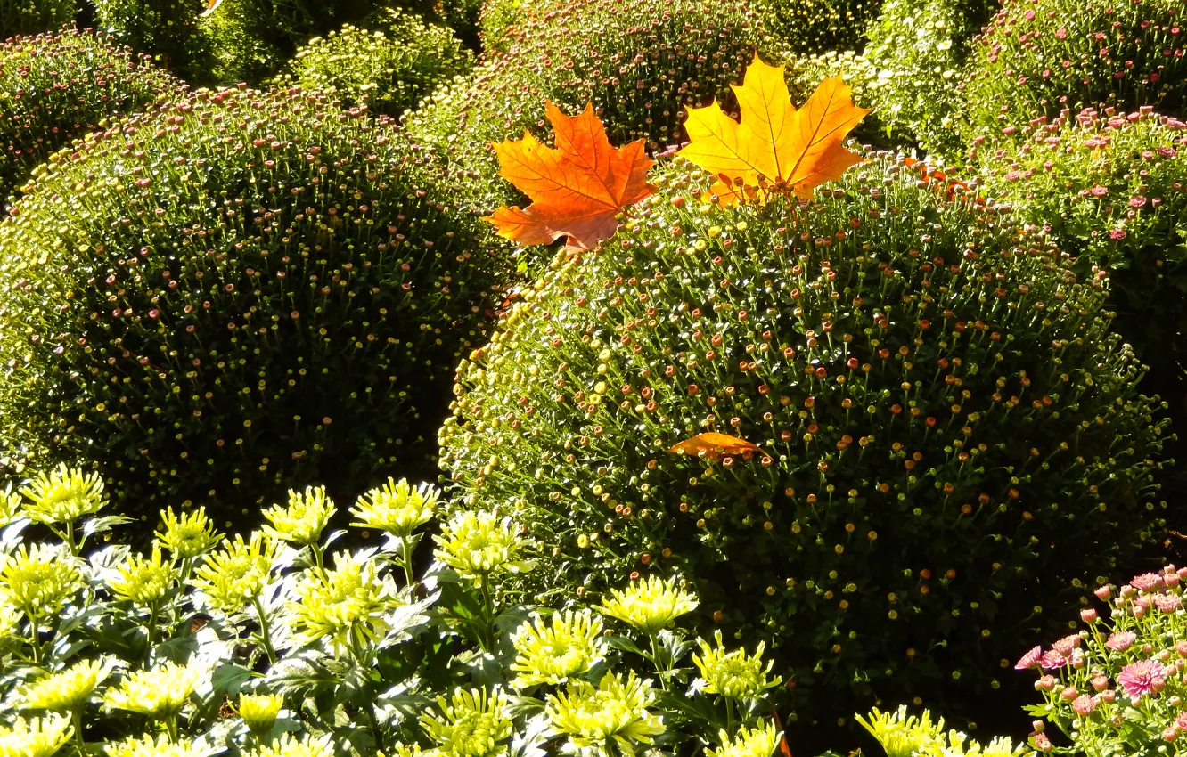 Фото обои осень, листья, widescreen, обои, wallpaper, кусты, широкоформатные, background