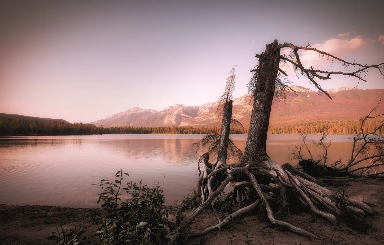 Берег корень. Mountain roots.