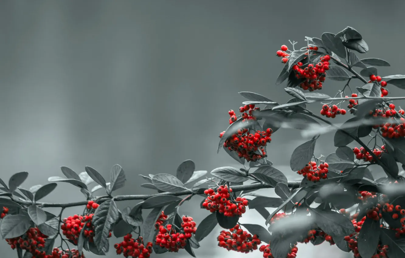 Фото обои природа, фон, Red Berries
