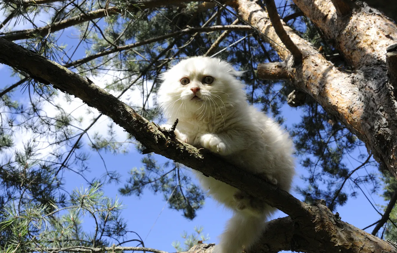 Фото обои кошка, дерево, белая, на дереве, скоттиш-фолд, Шотландская вислоухая кошка