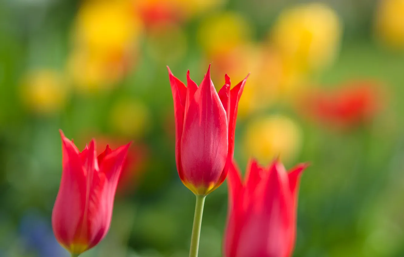 Фото обои природа, тюльпан, весна, лепестки