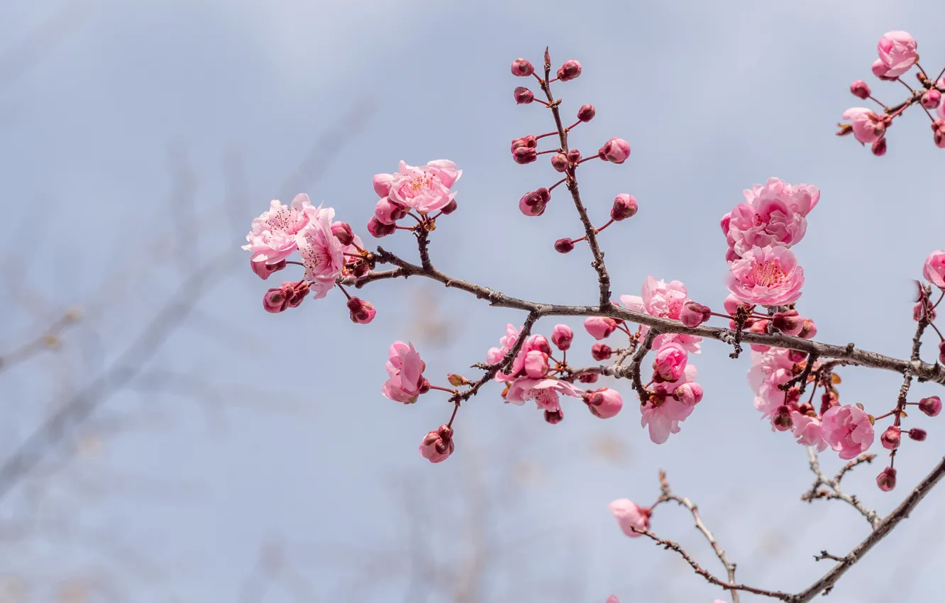 Фото обои розовый, ветка, весна