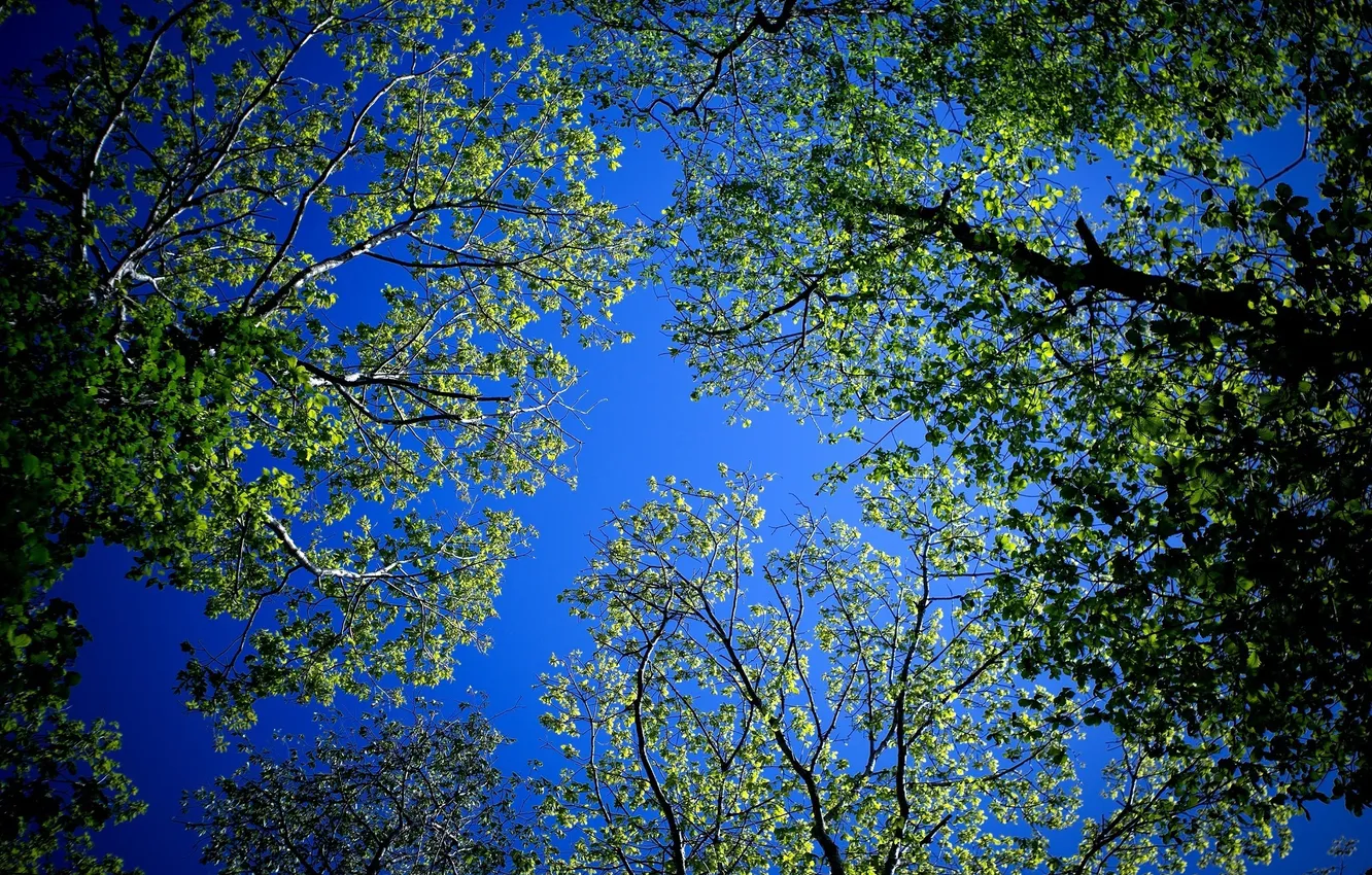Фото обои лес, лето, небо, деревья, ветки, листва, кроны