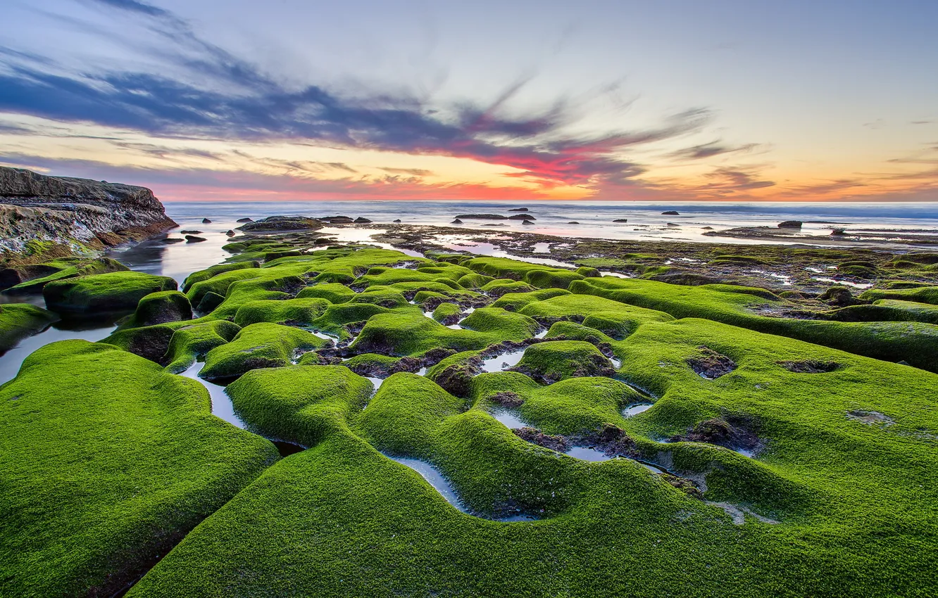 Фото обои море, камни, мох, United States, California, San Diego, Draper Villas