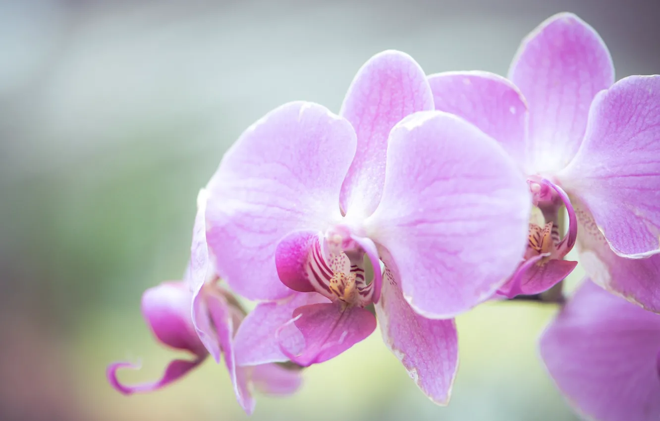 Фото обои макро, фон, экзотика, орхидея, Фаленопсис