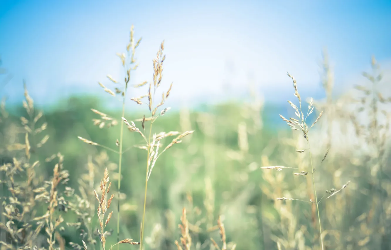 Фото обои grass, bokeh, sunny, seeds, stalks