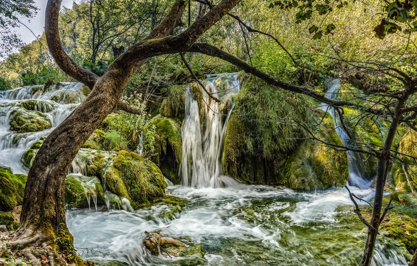 Фото обои зелень, лес, деревья, водопад, мох, Хорватия, Plitvice Lakes National Park