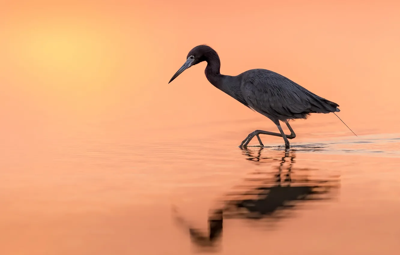 Фото обои природа, птица, Egretta caerulea, Little Blue Heron