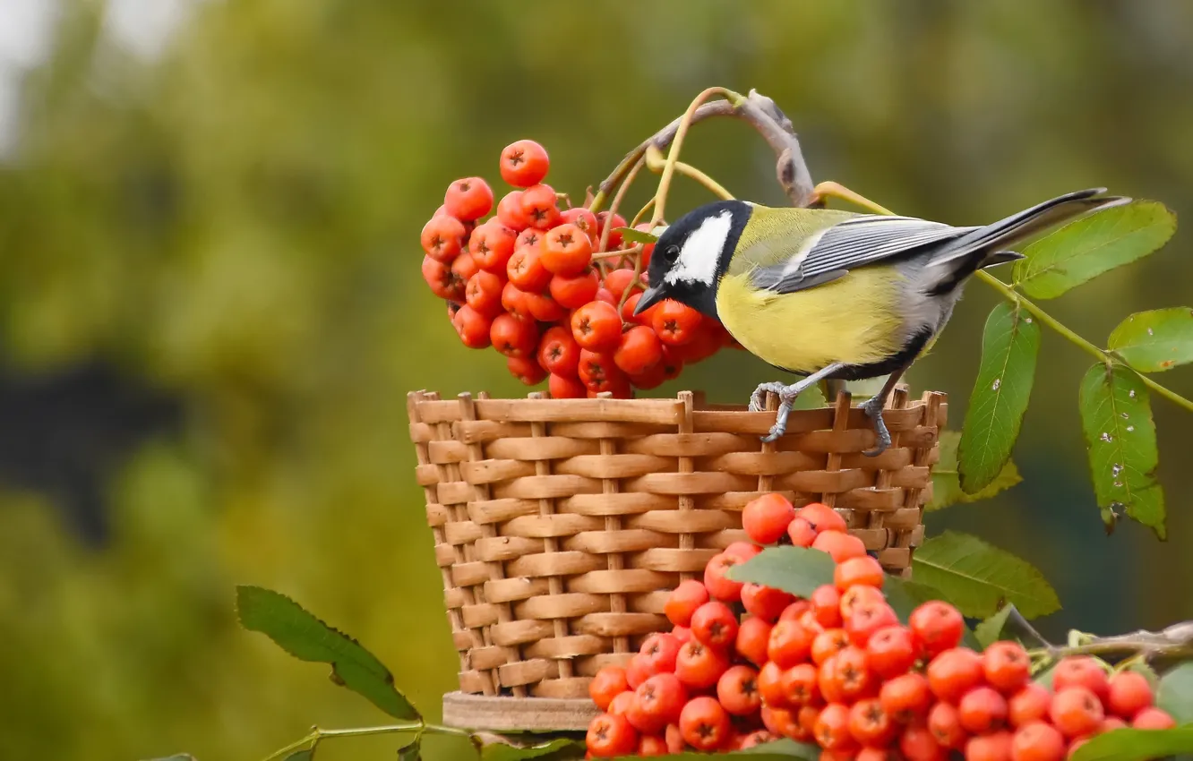 Фото обои осень, природа, птица, октябрь, синица