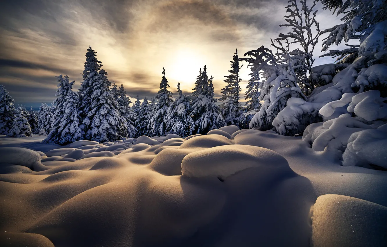 Фото обои зима, снег, деревья, пейзаж, природа, утро, ели, сугробы