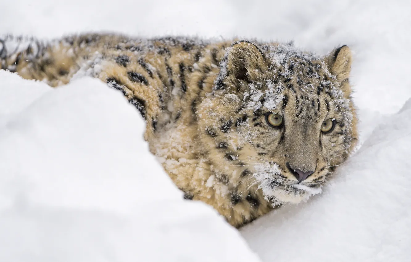 Фото обои морда, снег, хищник, лежит, ирбис, снежный барс, дикая кошка, снежный леопард