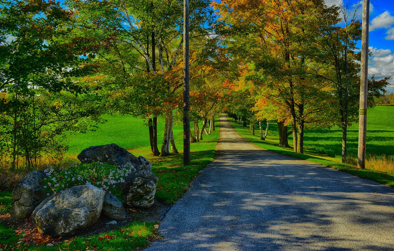 Фото обои дорога, осень, трава, деревья, камни