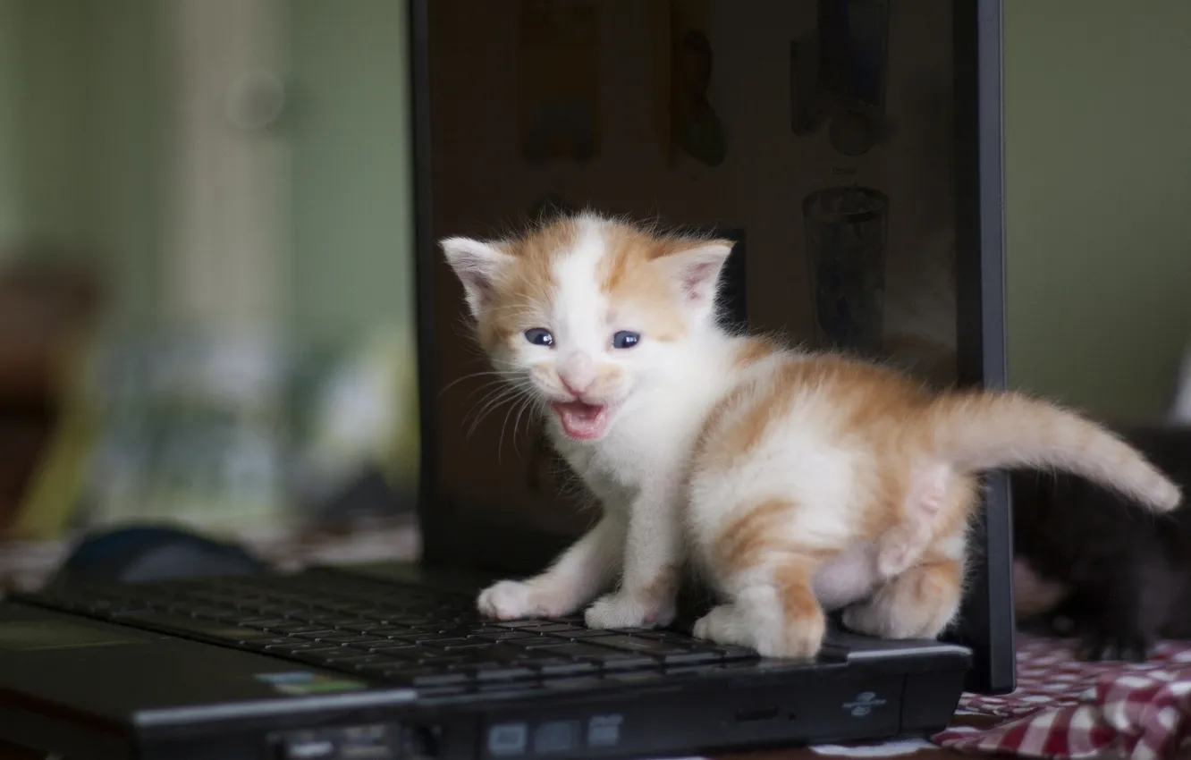 Фото обои малыш, ноутбук, котёнок, лэптоп