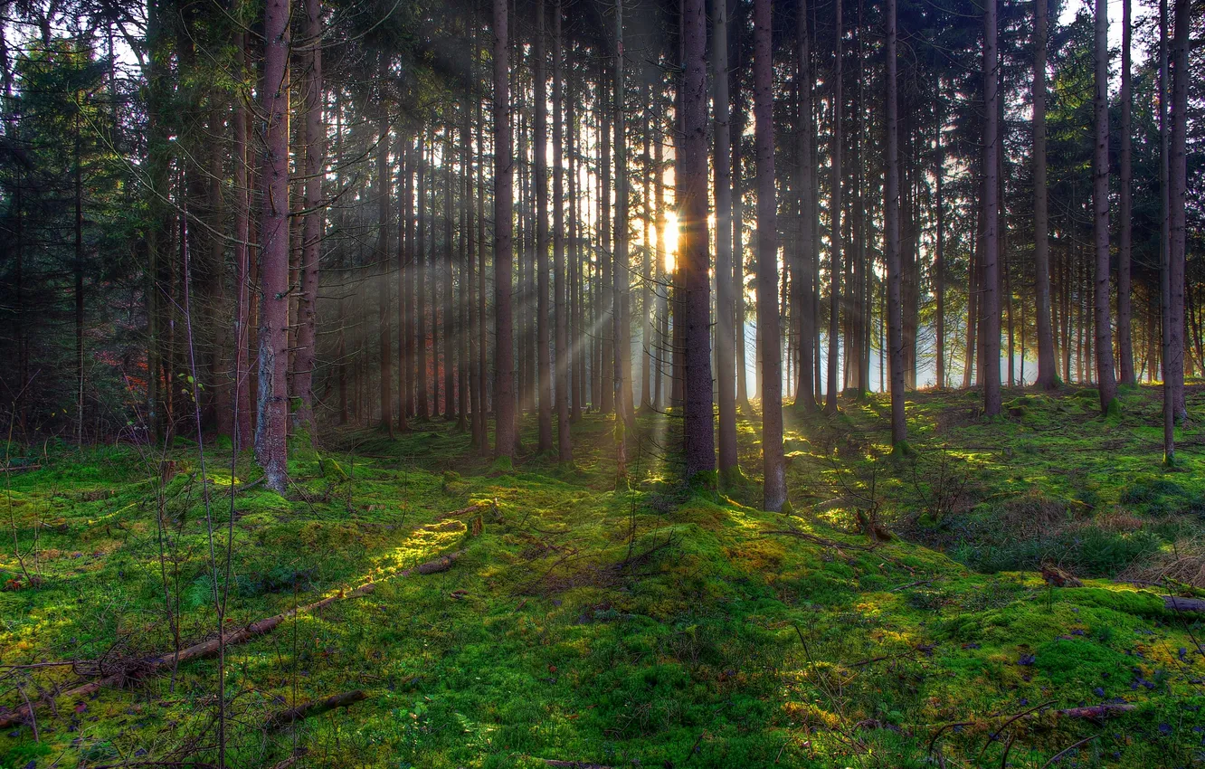Фото обои лес, деревья, закат