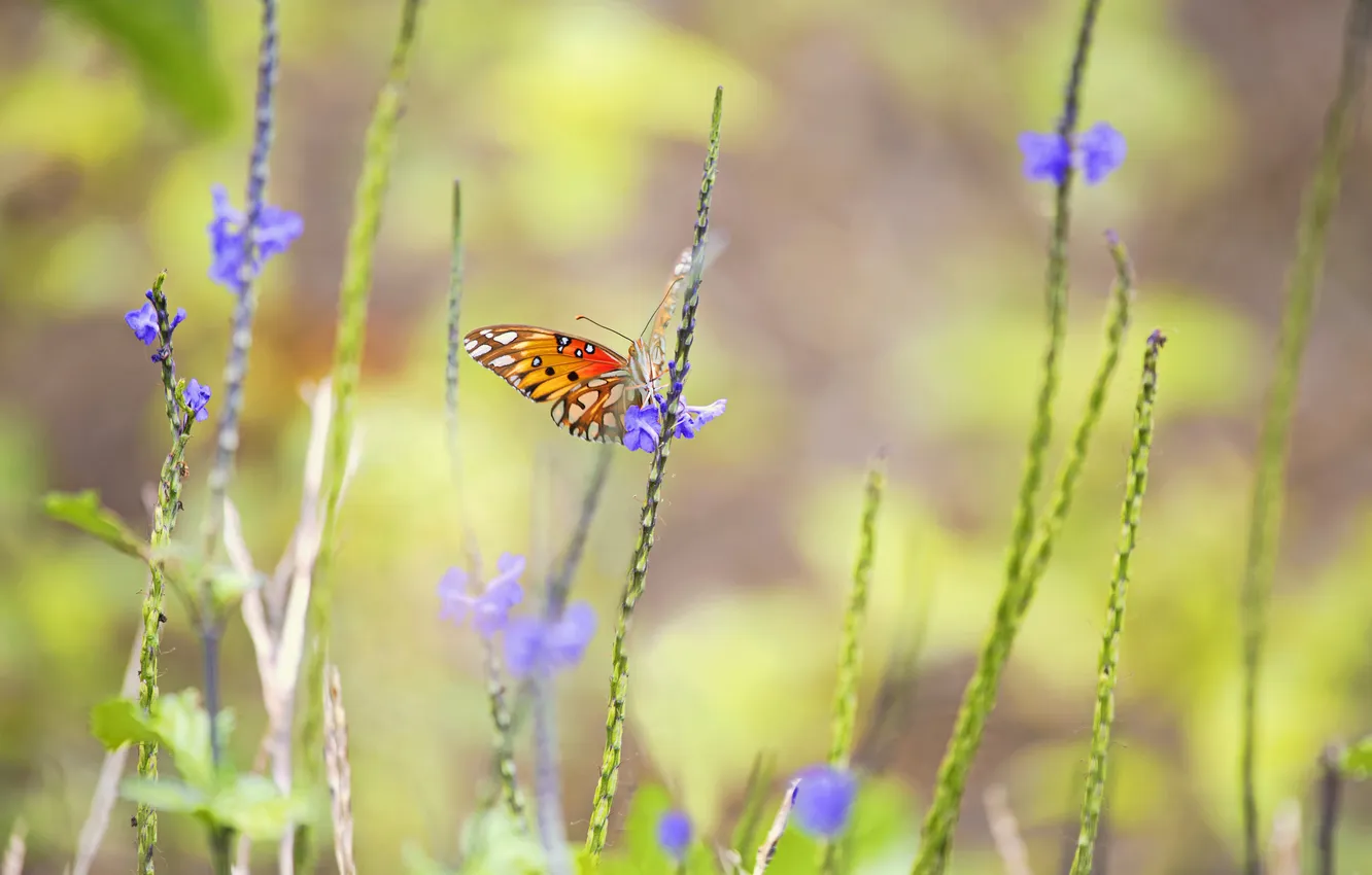 Фото обои макро, бабочка, насекомое, чветы