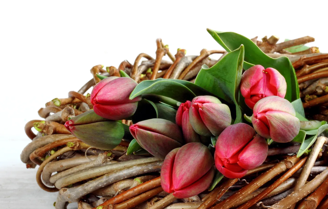 Фото обои цветы, ветки, тюльпаны, бутоны, tulips, spring, bud