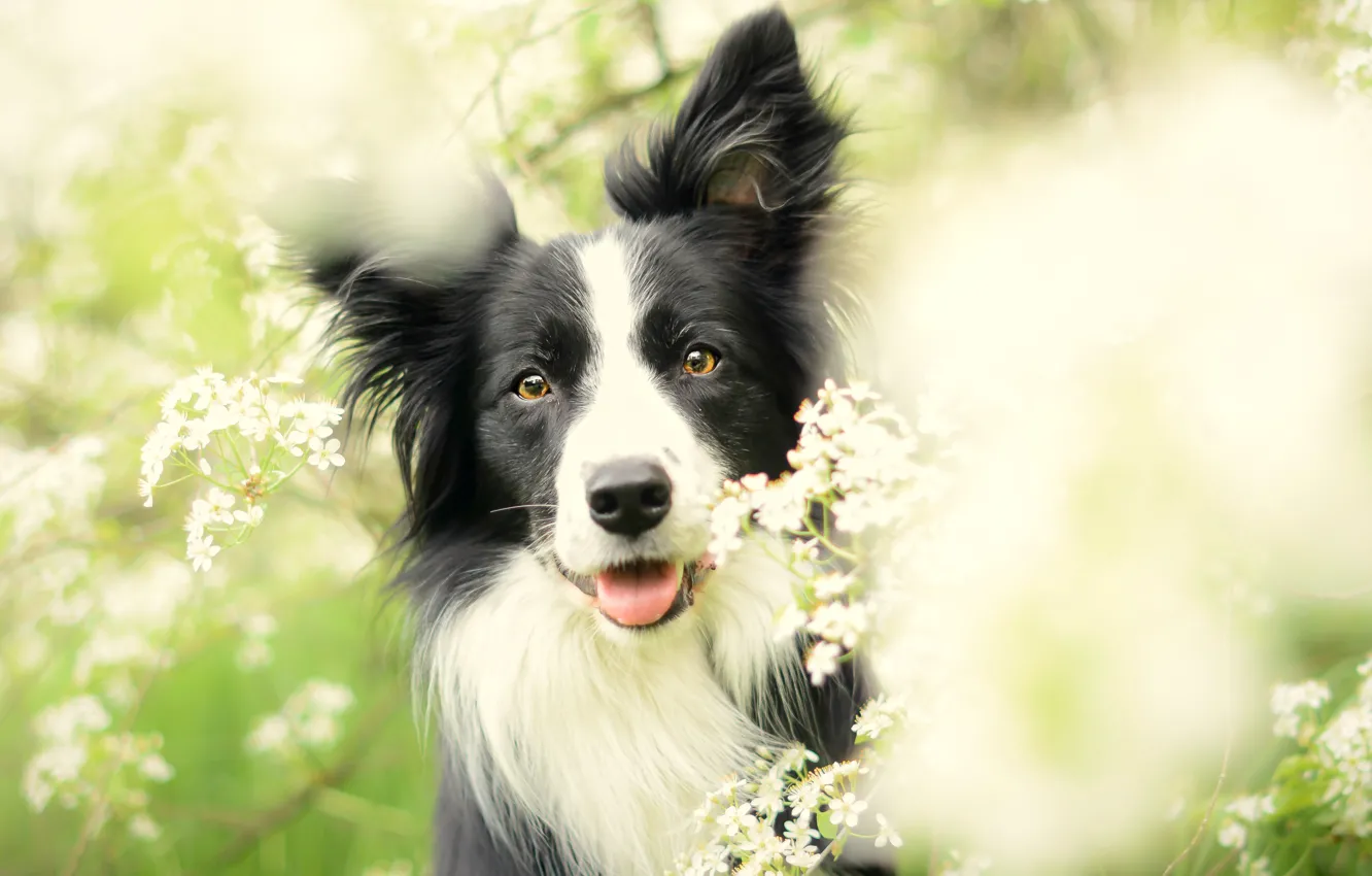 Фото обои цветы, собака, весна, цветение, бордер-колли, обои от lolita777