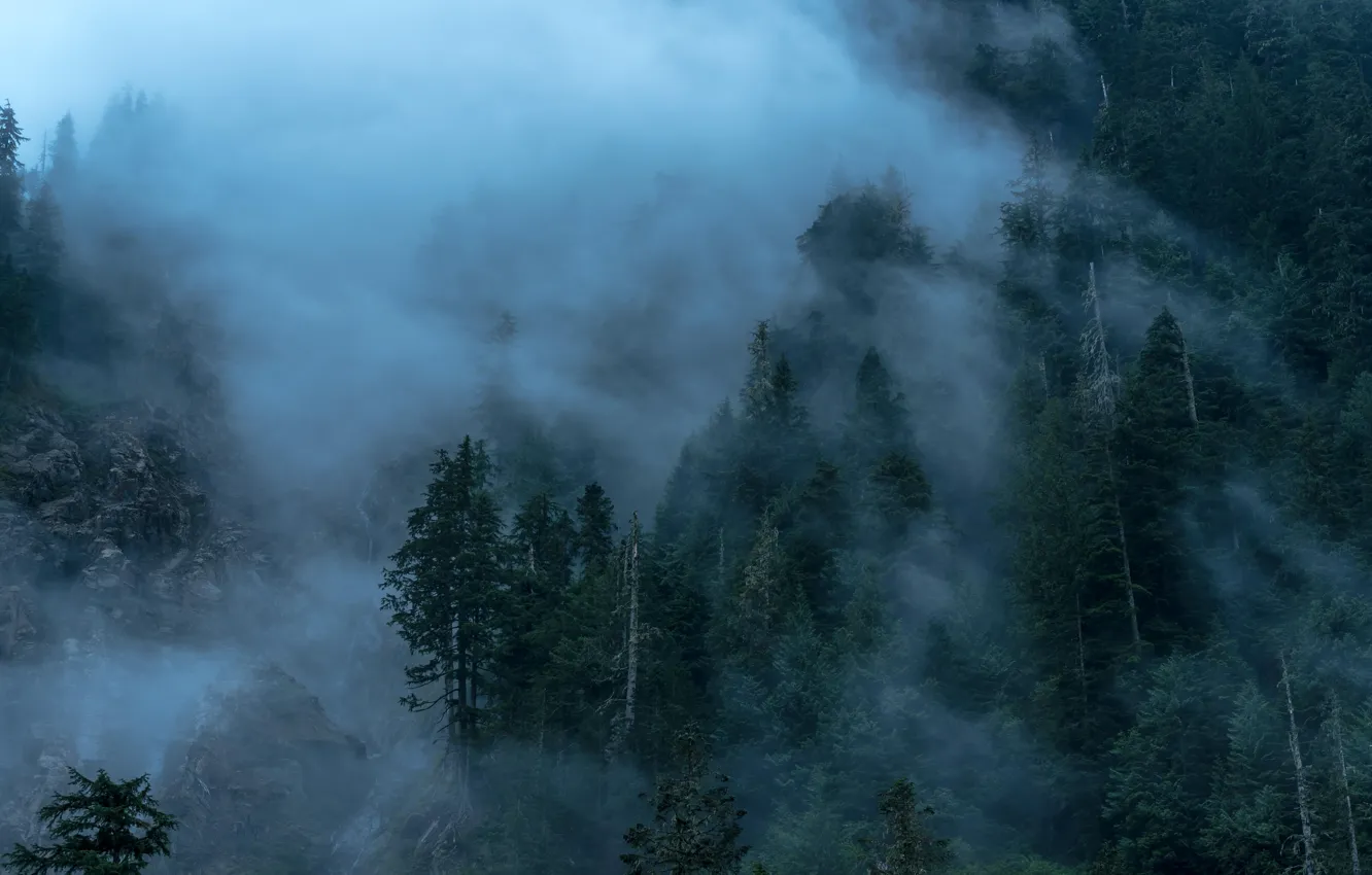 Фото обои деревья, природа, туман, гора, сумерки