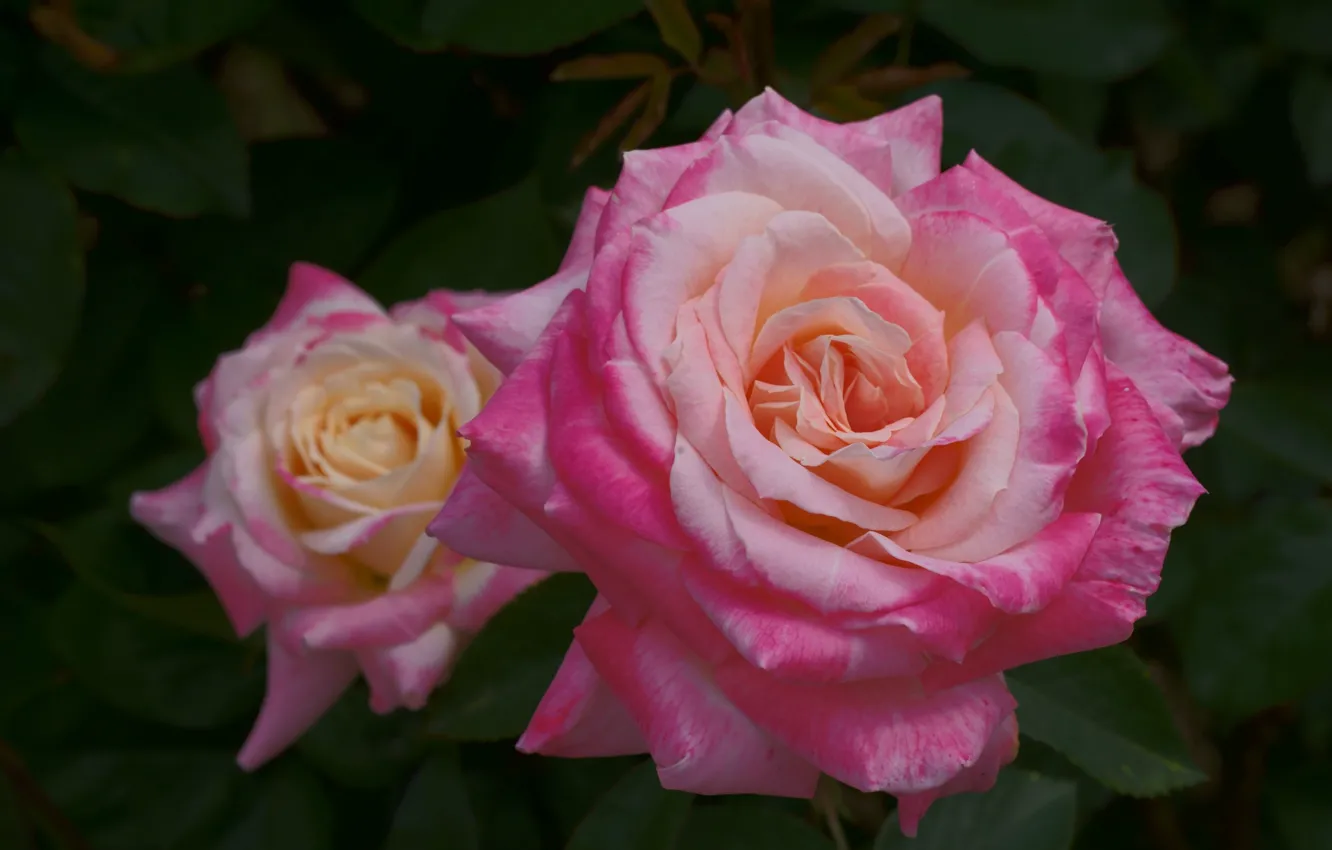 Фото обои макро, розы, лепестки