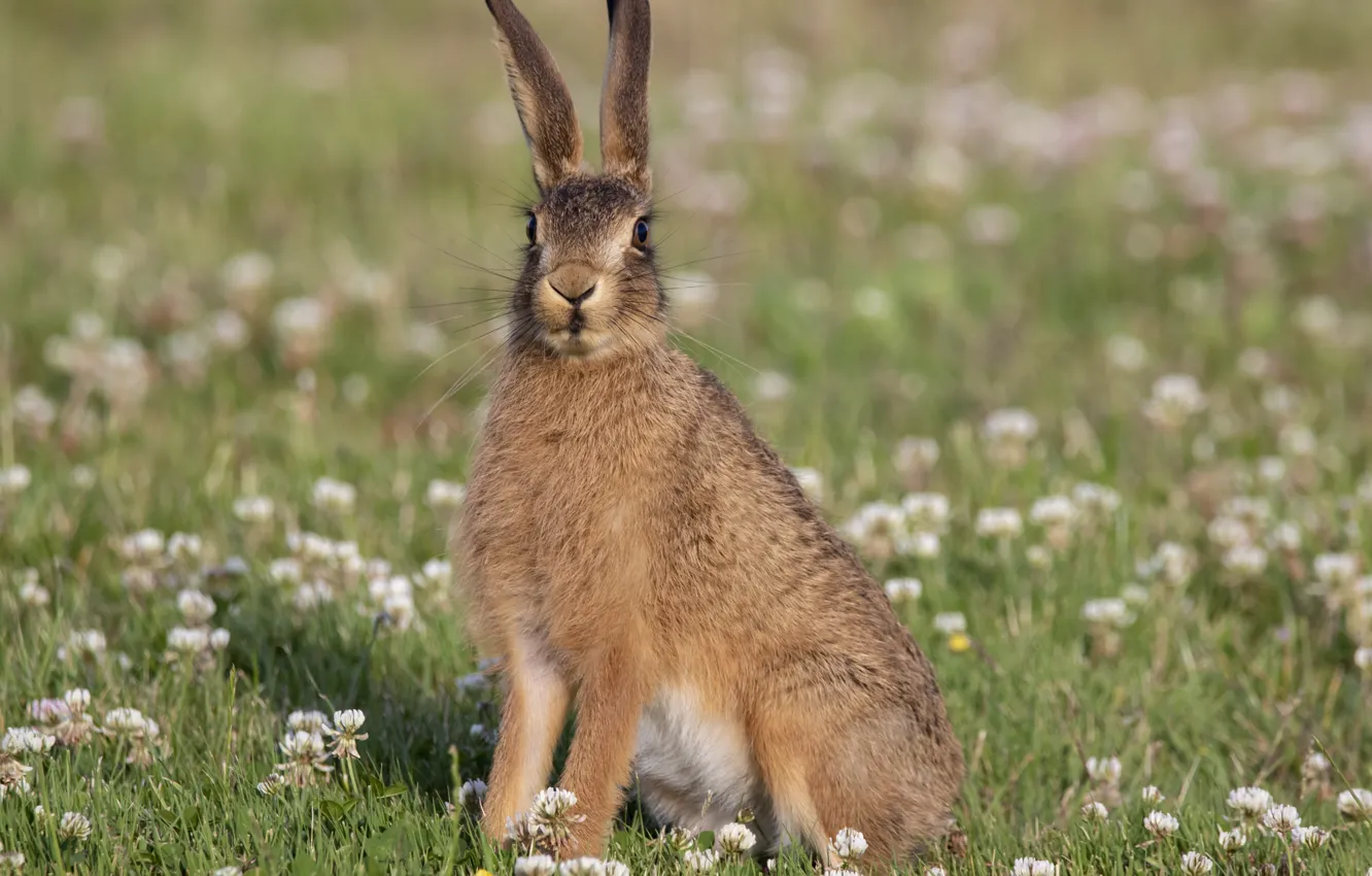 Фото обои трава, взгляд, заяц, уши