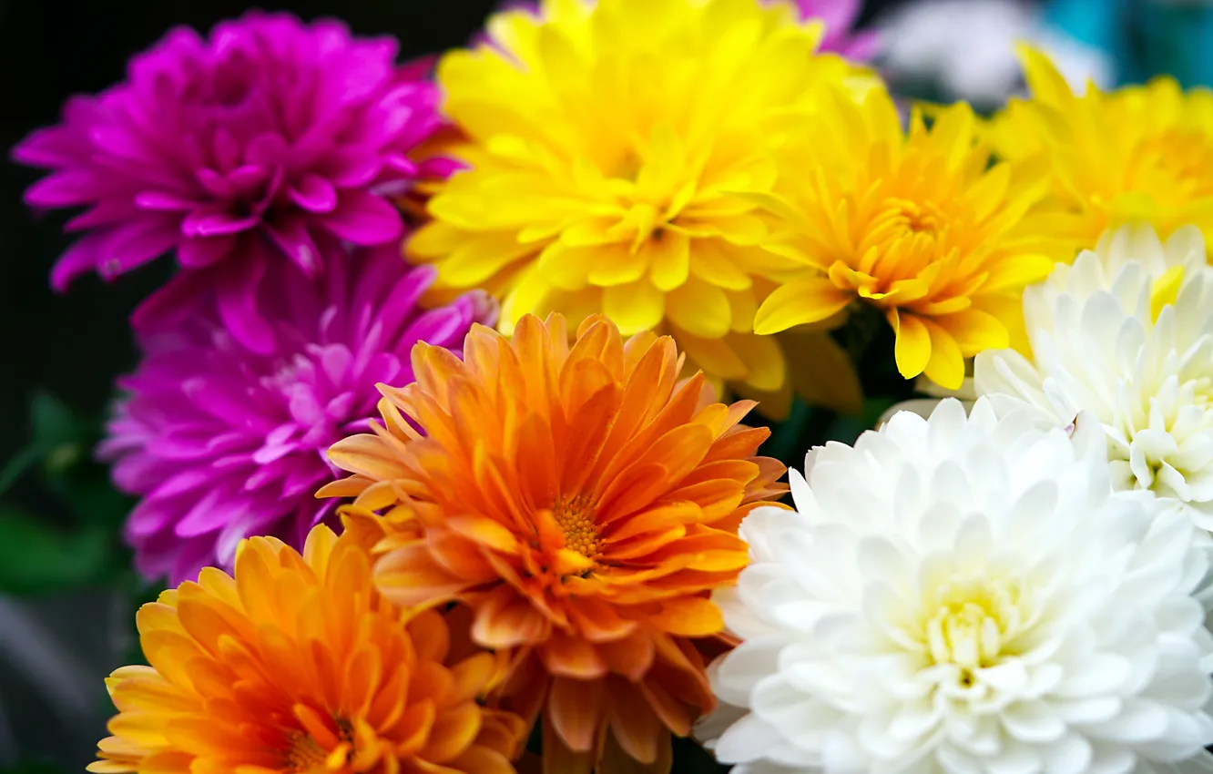 Фото обои макро, цветы, яркие, желтые, белые, оранжевые, разноцветные, хризантемы