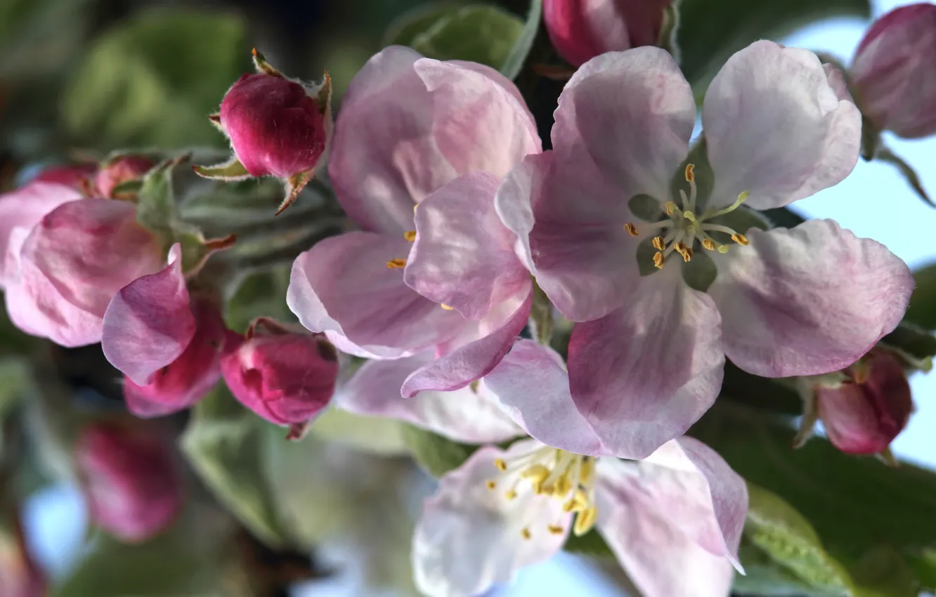 Фото обои макро, весна, яблоня