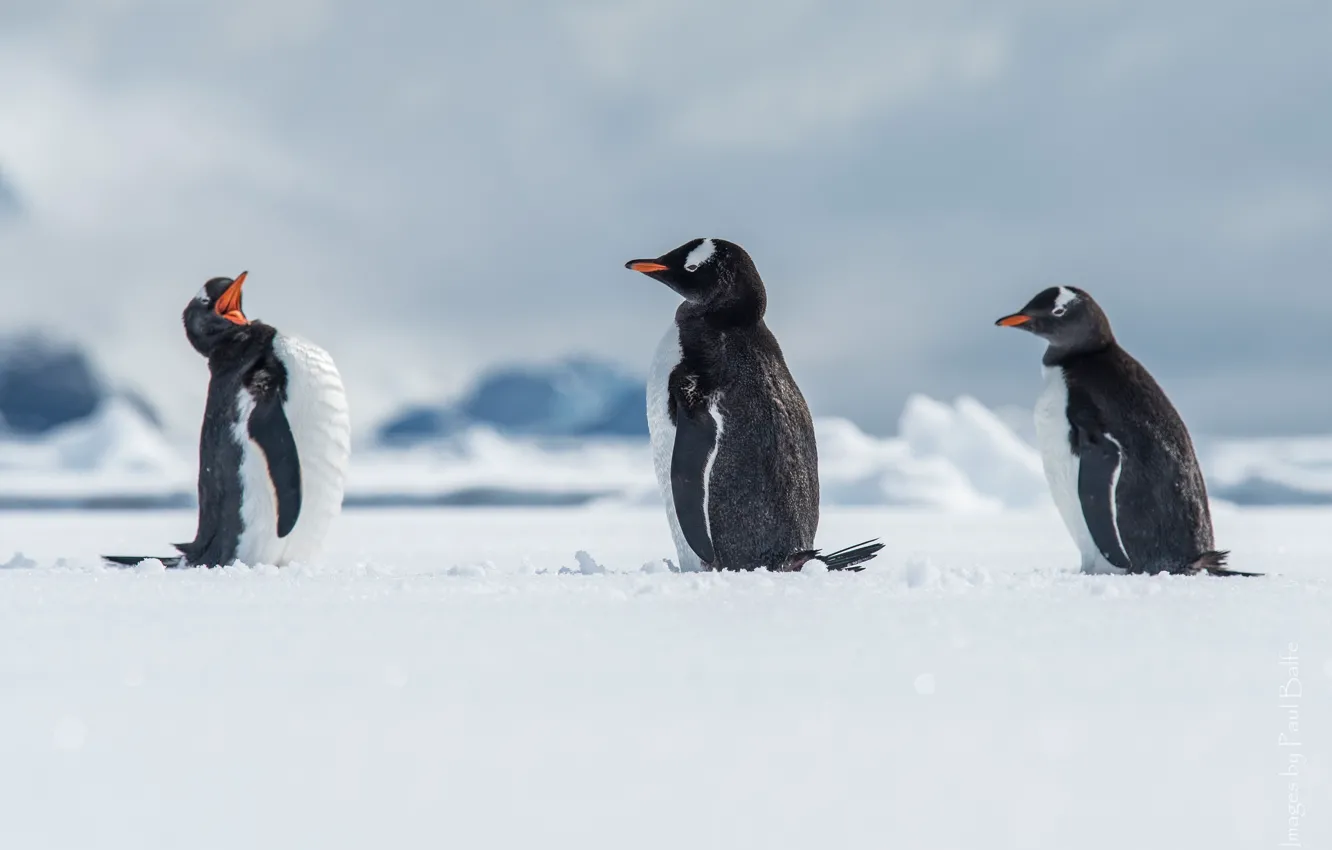 Фото обои снег, птицы, пингвины, Антарктида, Antarctica, папуанский пингвин, Wilhelmina Bay