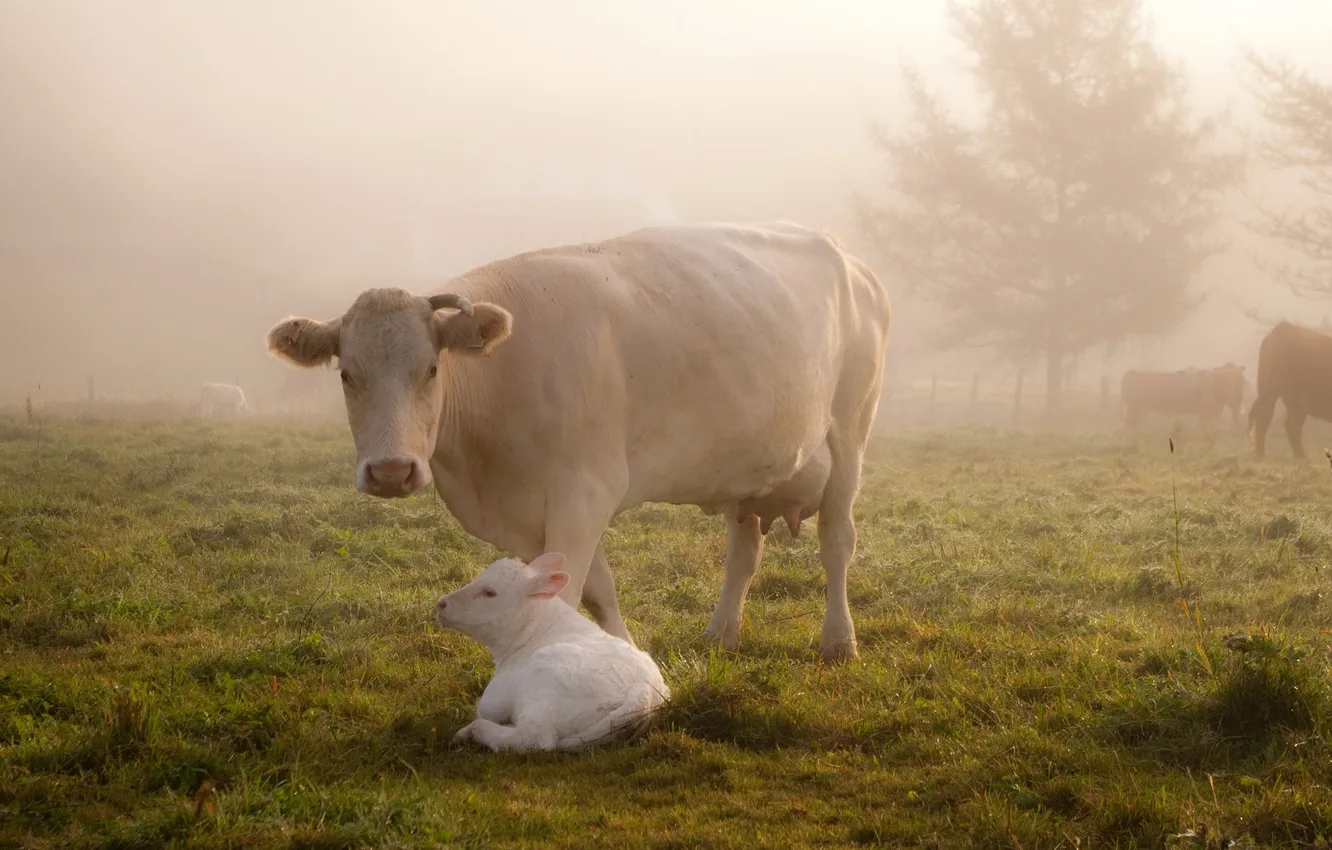 Фото обои поле, туман, корова, скот, телёнок