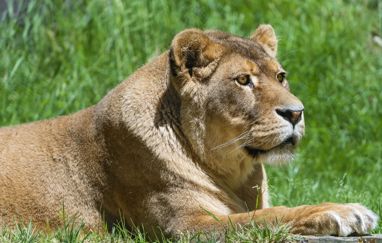 Фото обои lion, body, head, feline