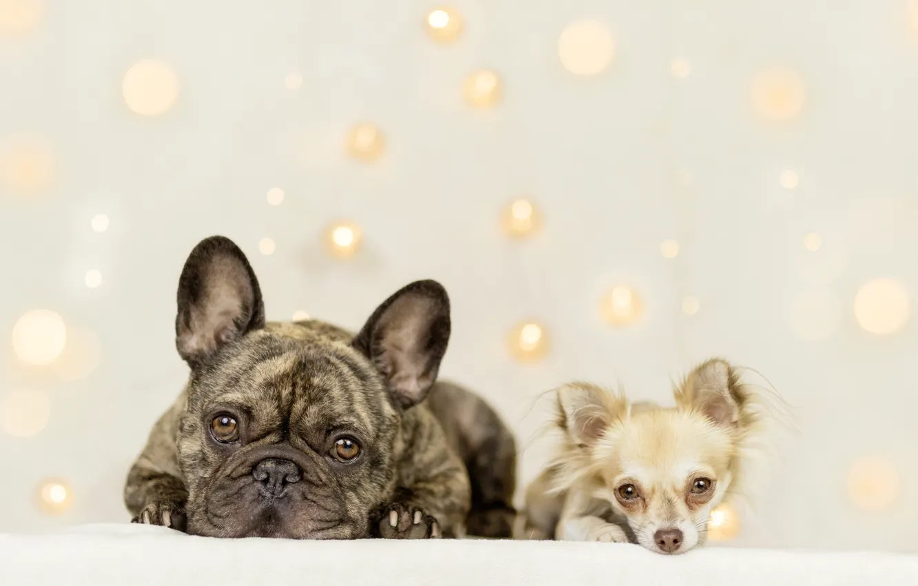 Фото обои взгляд, фон, парочка, две собаки, Чихуахуа, Французский бульдог