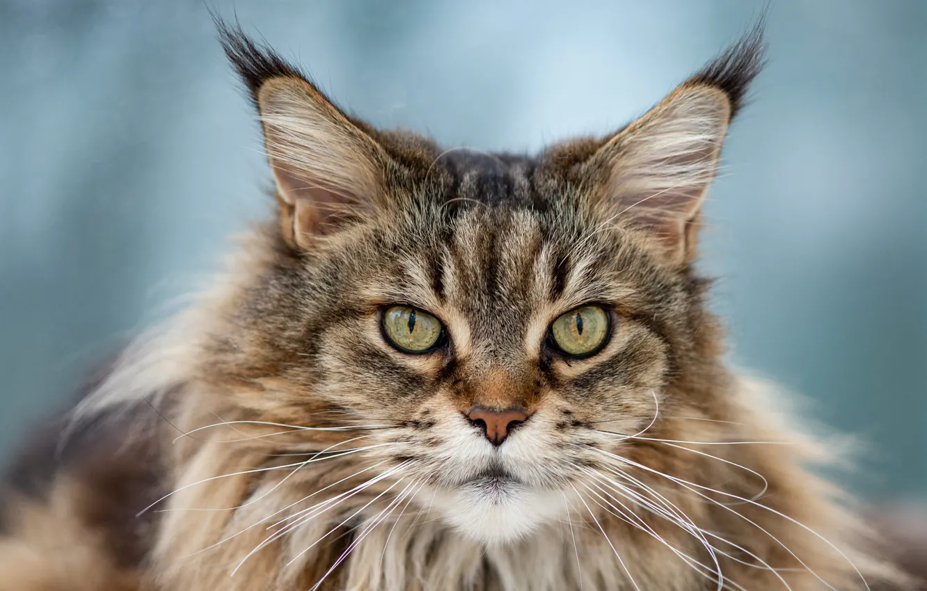 Фото обои кошка, кот, взгляд, морда, серый, фон, портрет, пушистый