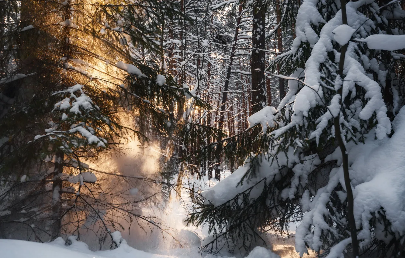Фото обои light, forest, winter, sun