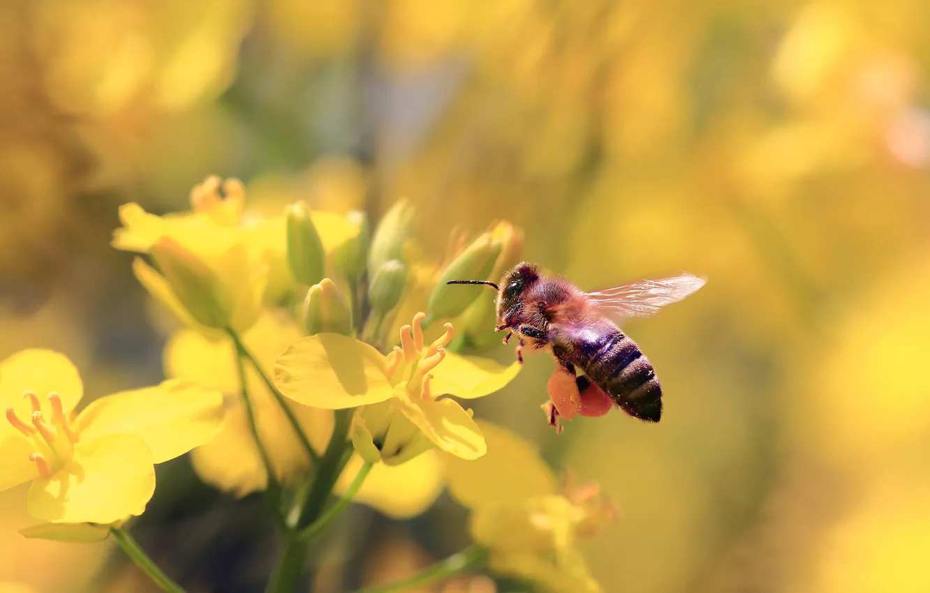 Фото обои макро, полет, цветы, пчела, размытие, весна, желтые, насекомое