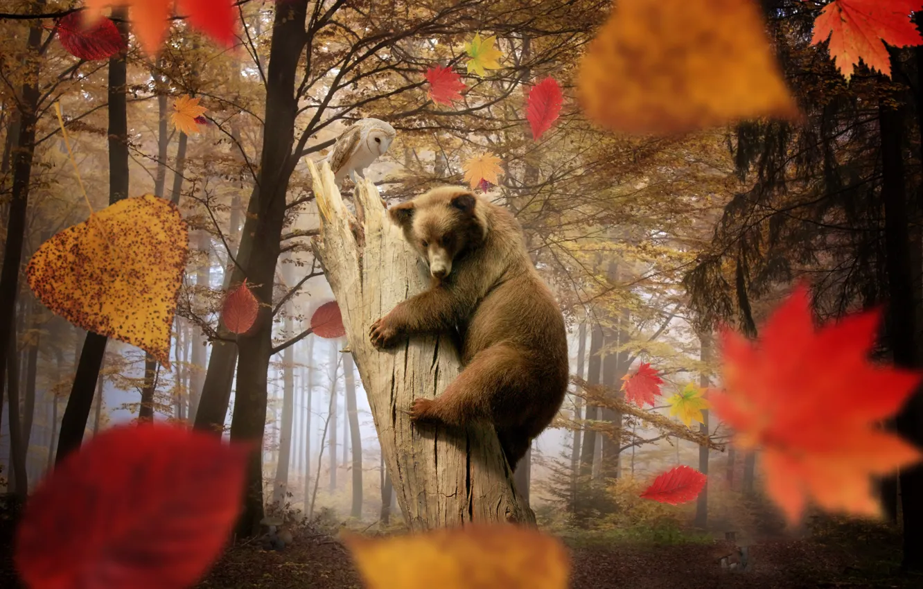 Фото обои осень, лес, листья, деревья, сова, грибы, медведь, листопад