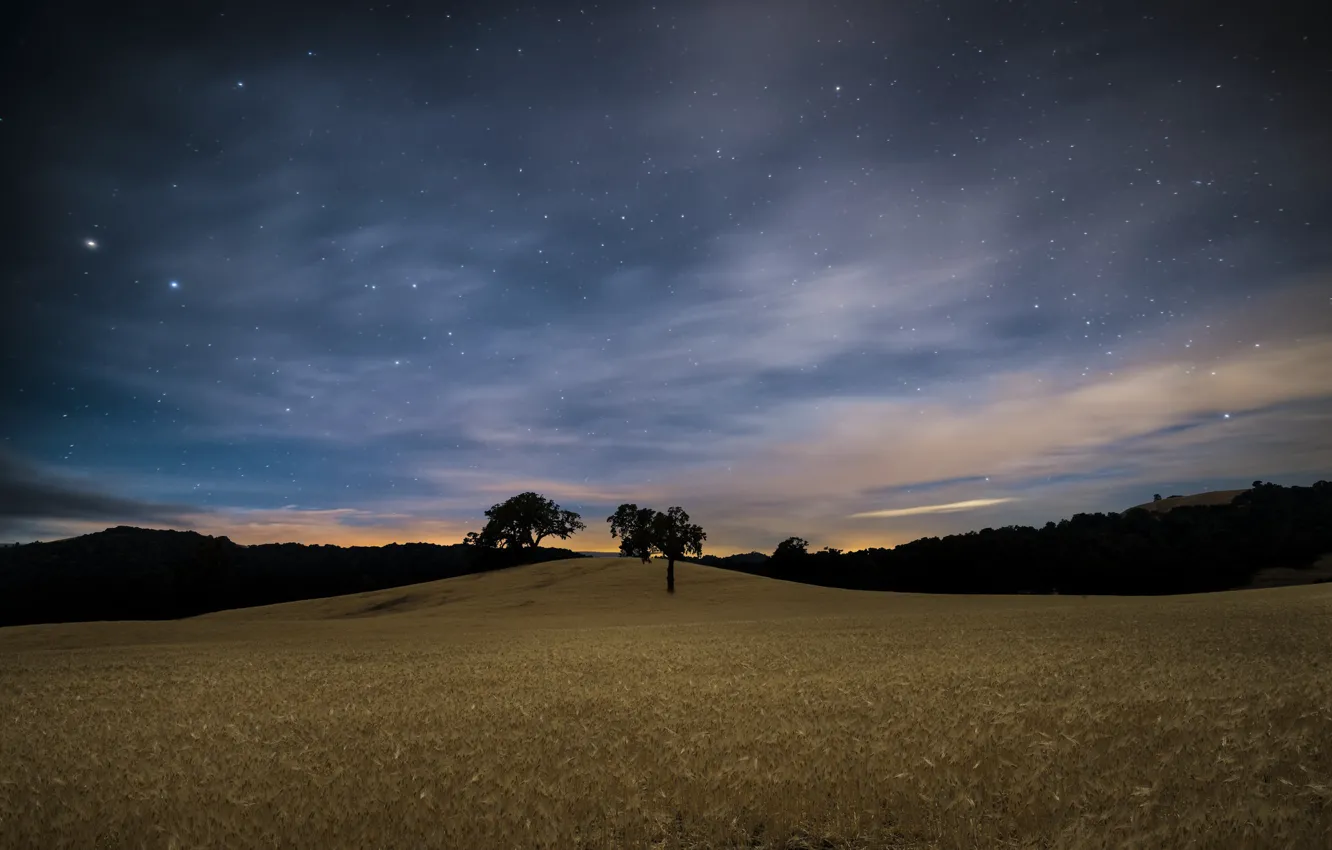 Фото обои поле, небо, звезды, дерево