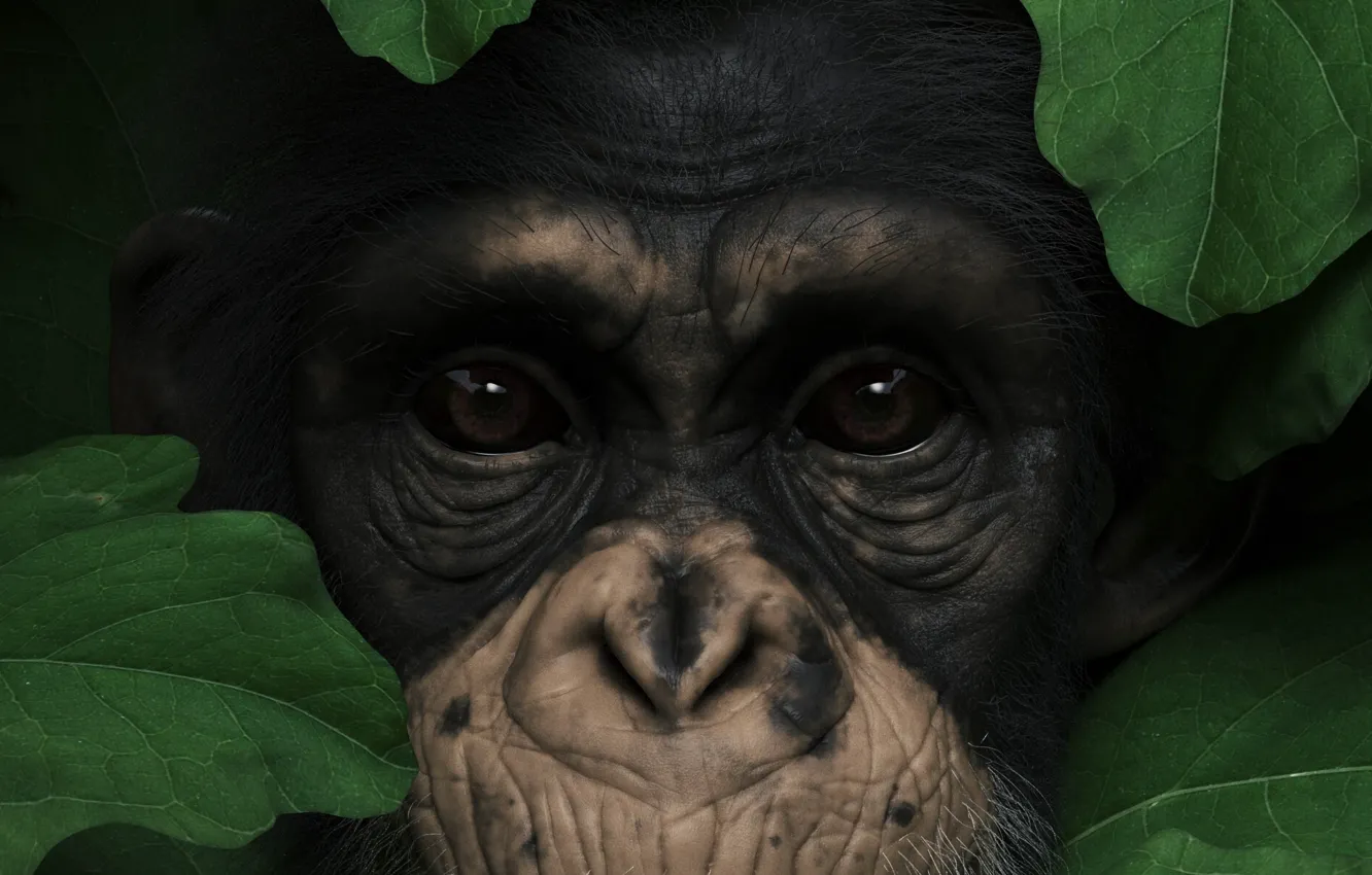 Фото обои глаза, взгляд, листья, животное, нос, обезьяна