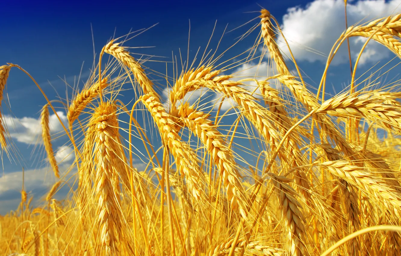 Фото обои пшеница, поле, небо, солнце, облака, желтые, колосья, крупным планом