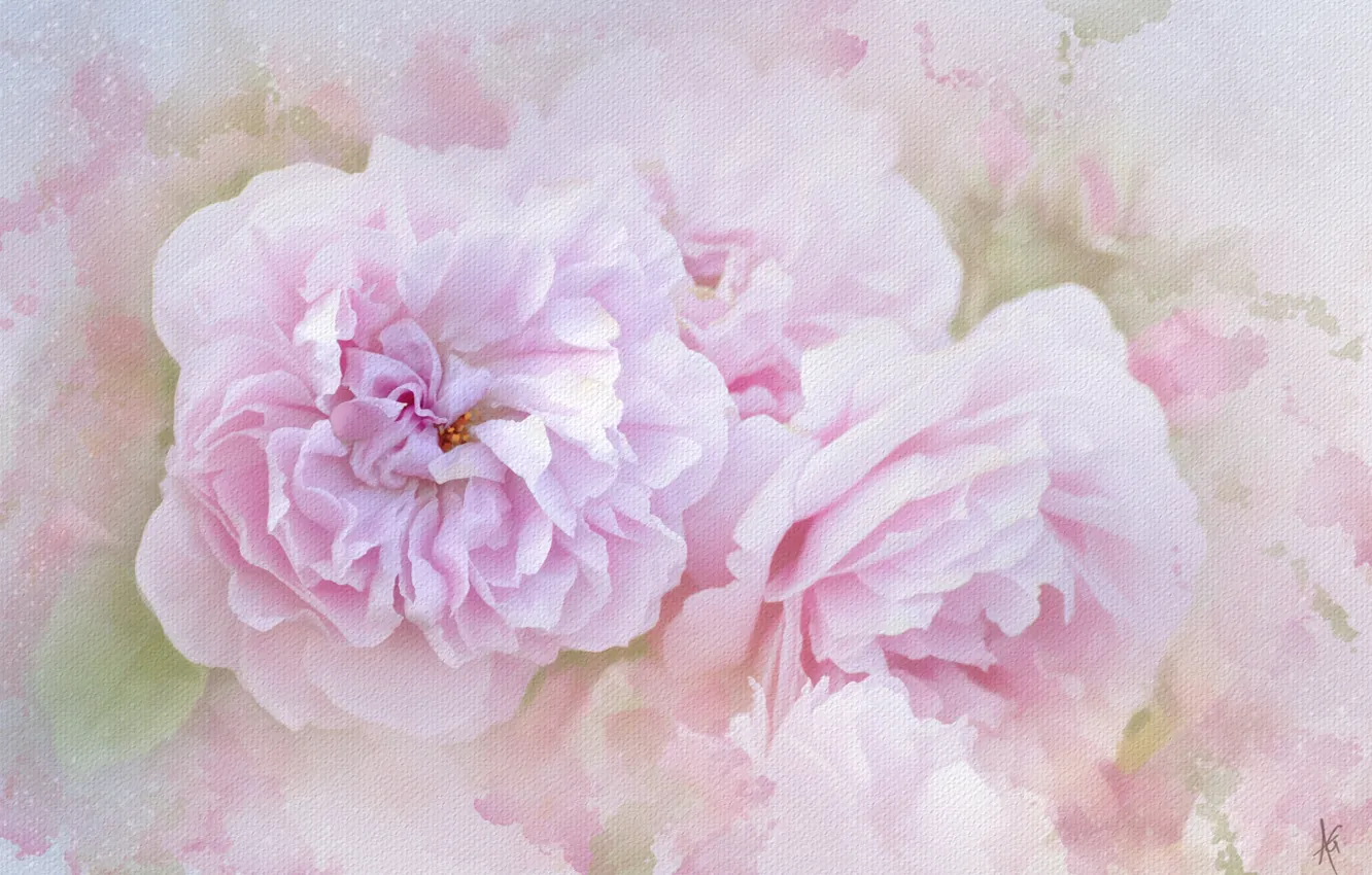 Фото обои розовый, розы, текстура
