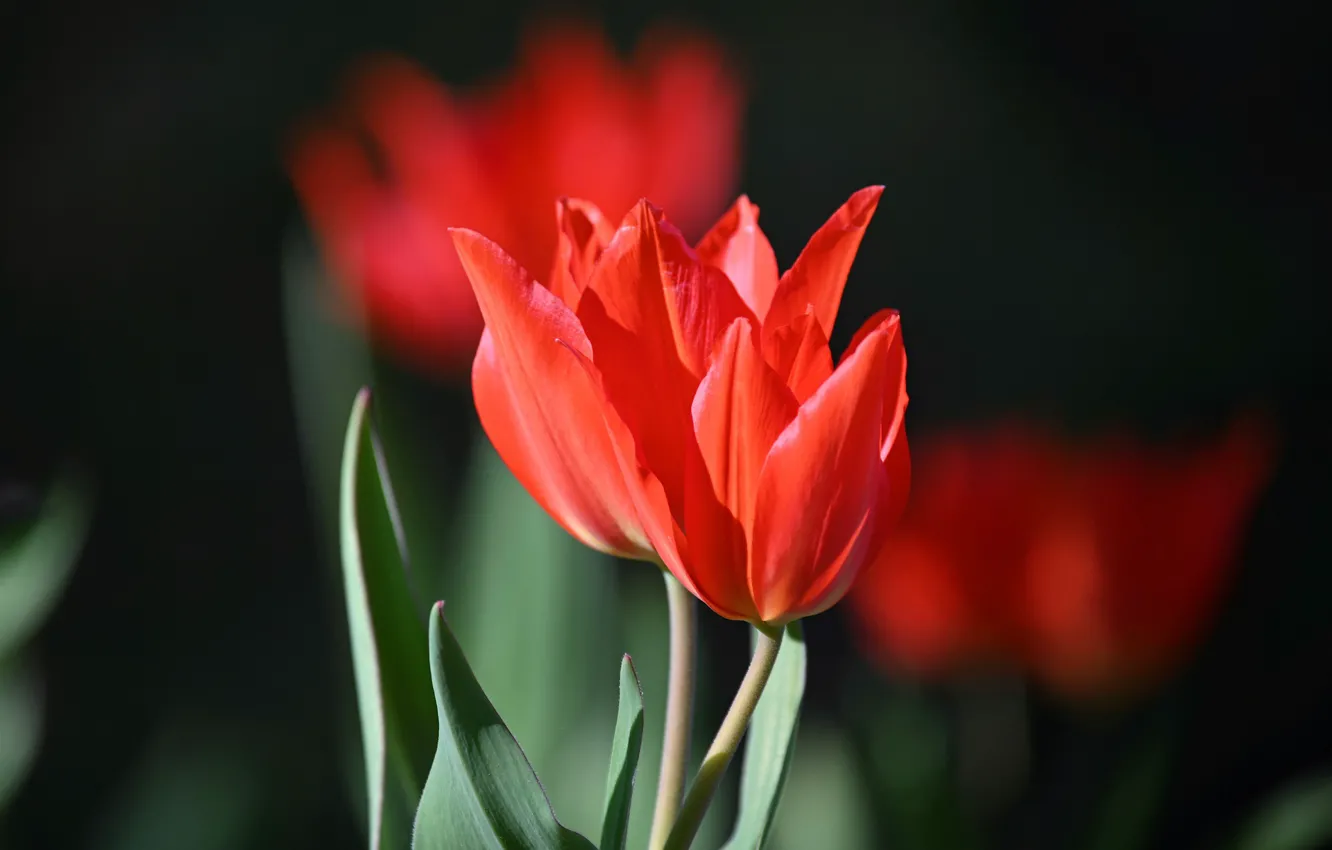Фото обои весна, лепестки, тюльпаны, цветение