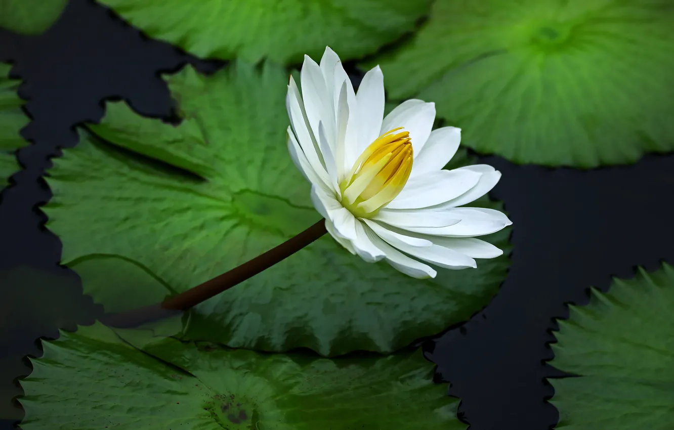 Фото обои белый, цветок, листья, кувшинка, водоем, зеленый фон, нимфея, водяная лилия