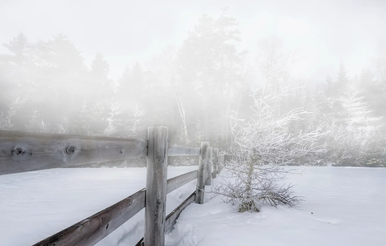 Фото обои зима, снег, туман, забор