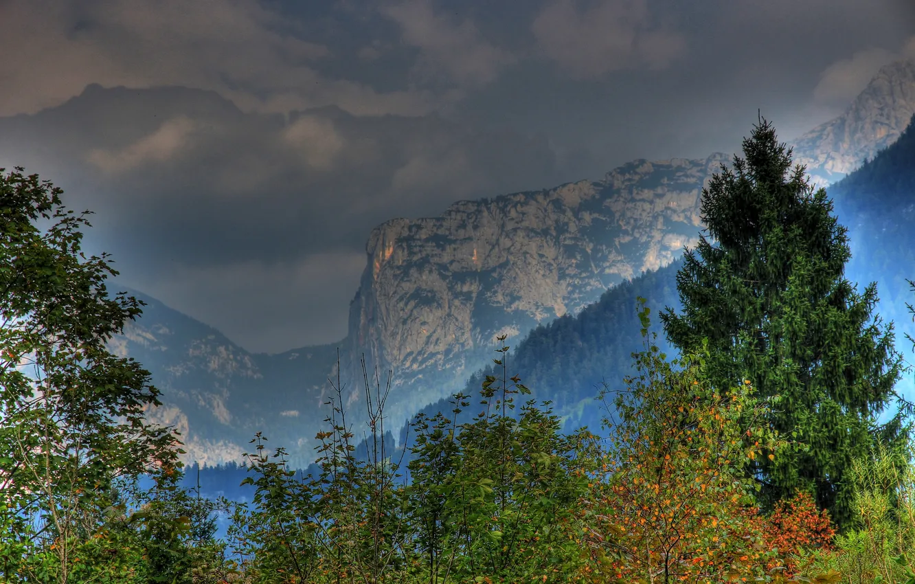 Фото обои листья, деревья, горы, ветки, Австрия, леса, Salzburg