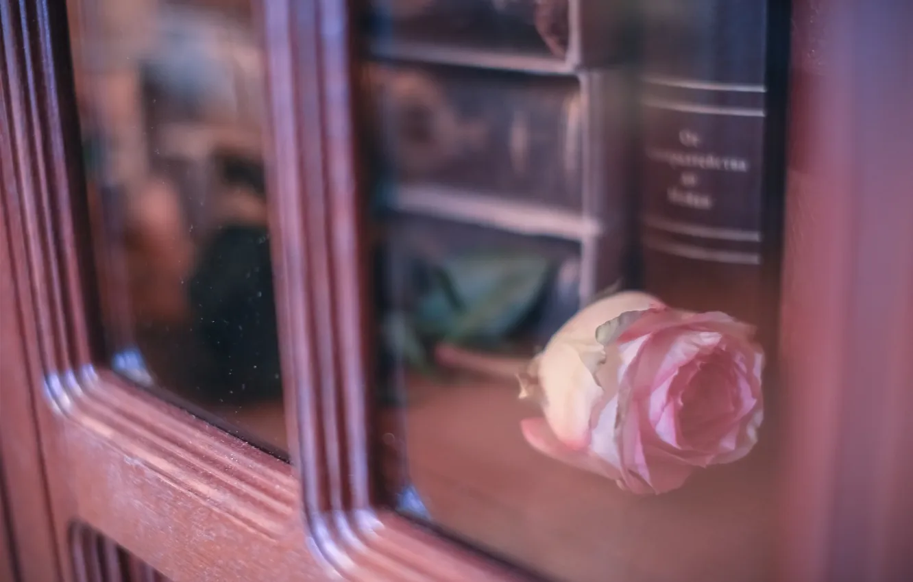 Фото обои цветок, стекло, роза, лепестки